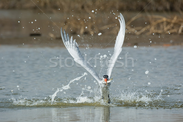 Caspian Tern leaving the water with a fish in its mouth Stock photo © davemontreuil
