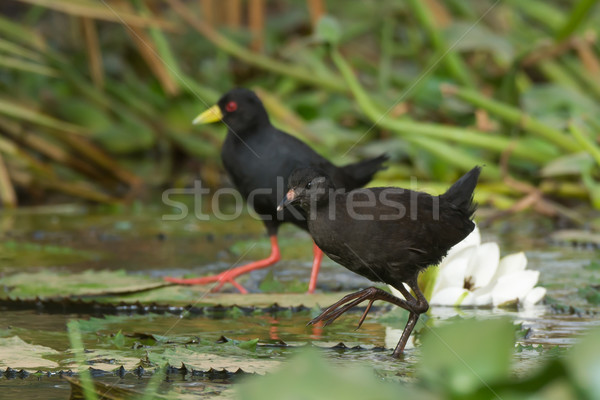 Young and adult Black Crakes walking on lily pads Stock photo © davemontreuil