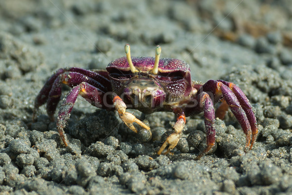 Female purple Fiddler Crab from West africa filtering sand Stock photo © davemontreuil