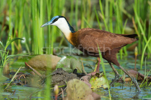 Stock photo: An African Jacana (Actophilornis africanus) wading through reeds