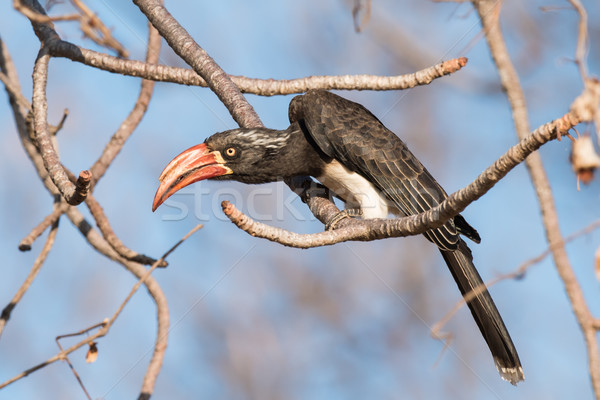 Crowned hornbill (Tockus alboterminatus) leaning over as if susp Stock photo © davemontreuil