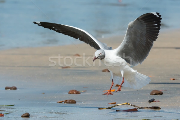 Grey-Headed Gull landing on the beach Stock photo © davemontreuil