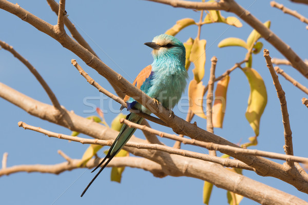 Stock photo: Abyssinian Roller perched in a tree