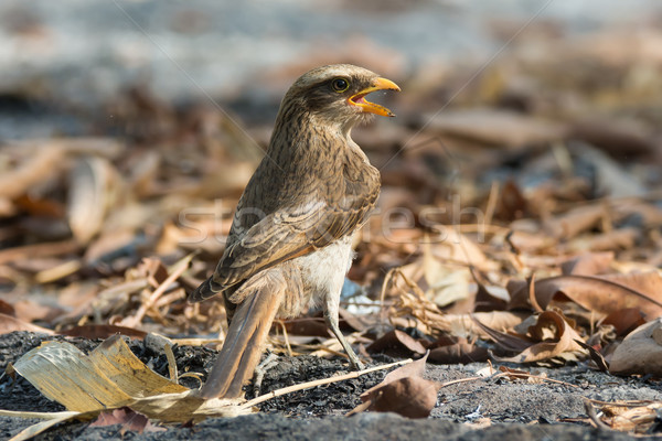 Stock photo: Yellow-billed shrike looking back over its shoulder