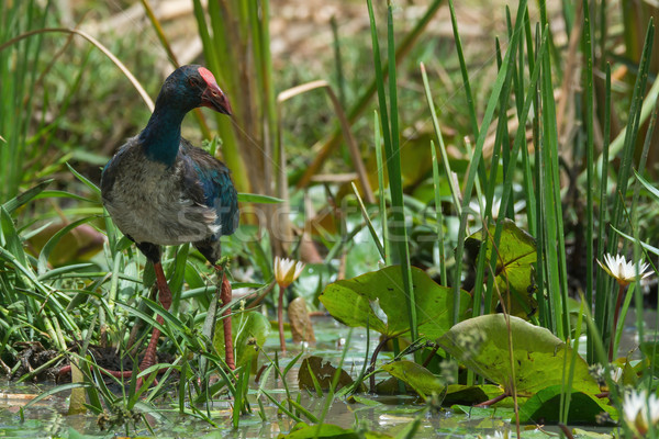 A young Purple Swamphen (Porphyrio porphyrio) in a marsh with li Stock photo © davemontreuil