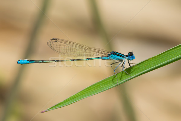 Marécage Afrique belle macro libellule [[stock_photo]] © davemontreuil