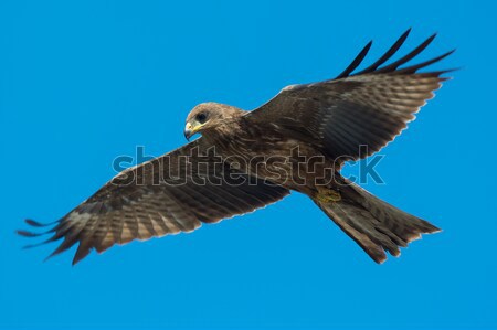 Black Kite (Milvus migrans) in flight Stock photo © davemontreuil