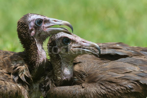 Two Hooded Vultures resting beside each other Stock photo © davemontreuil
