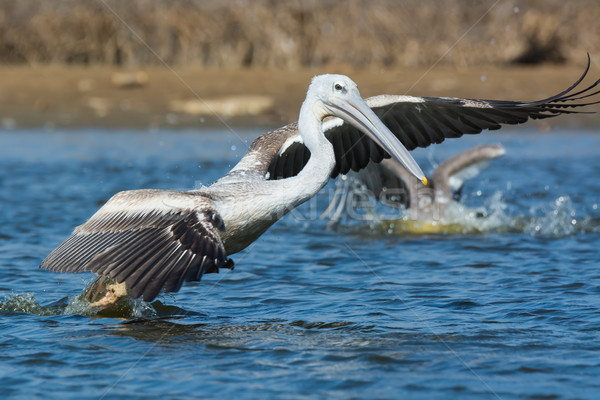 Pink-backed Pelicans rushing forwards to dive for fish Stock photo © davemontreuil