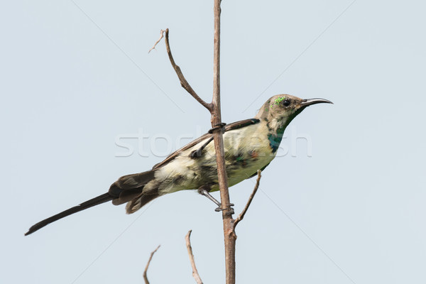 A young male Beautiful Sunbird (Nectarinia pulchella) gaining hi Stock photo © davemontreuil