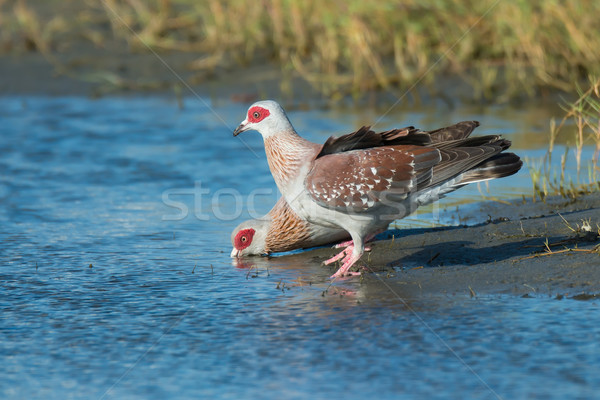 2 Speckled Pigeons (Columba Guinea) drinking Stock photo © davemontreuil