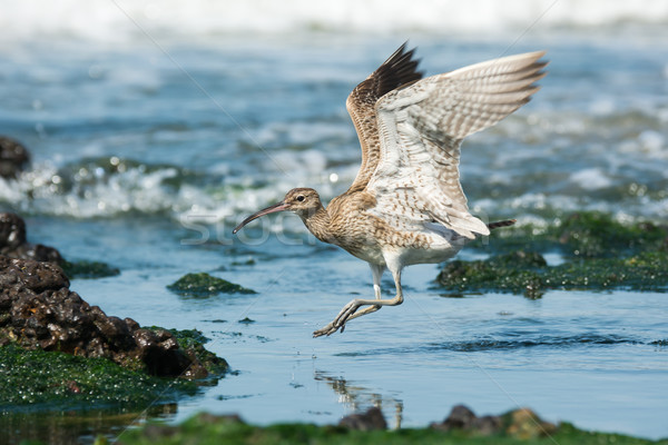 Whimbrel landing in a tidal pool Stock photo © davemontreuil