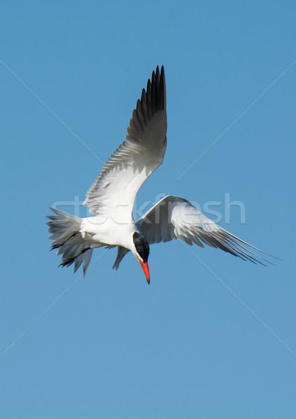 Caspian Tern in flight getting ready to dive Stock photo © davemontreuil