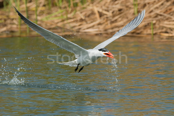 Caspian Tern in flight which has scooped up a mouthful of water  Stock photo © davemontreuil