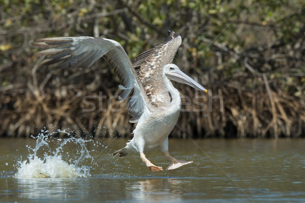 Pink-backed Pelican in the air making a lunge for fish Stock photo © davemontreuil