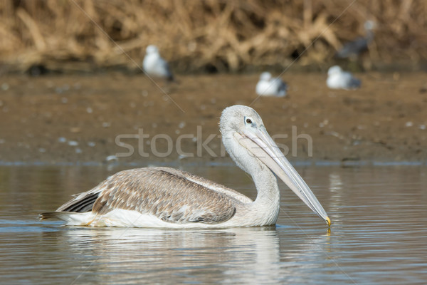 Pink-backed Pelican floating passed grey-headed gulls Stock photo © davemontreuil