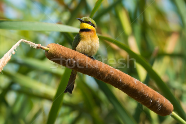 Little Bee-Eater perched on a cattail Stock photo © davemontreuil