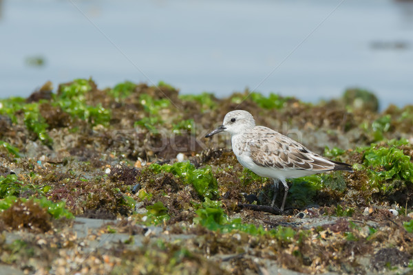 Sanderling standing on seaweed covered rocks at low tide Stock photo © davemontreuil