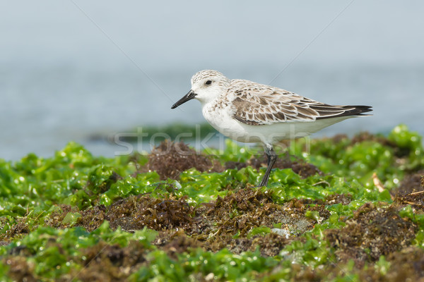 Sanderling standing on seaweed covered rocks at low tide Stock photo © davemontreuil