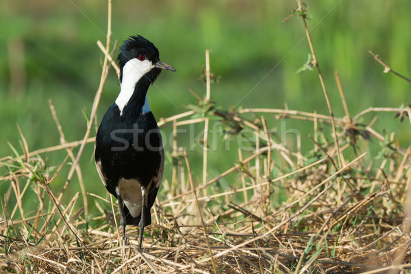 Spur-Winged Lapwing (Vanellus Spinosus) alert on a grassy bank Stock photo © davemontreuil