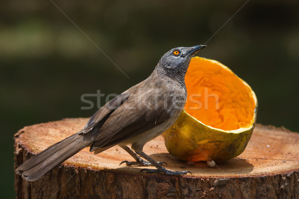 Brown Babbler looking up from eating papaya Stock photo © davemontreuil