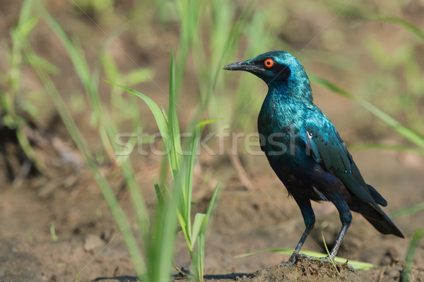 A Greater Blue-eared Glossy Starling (Lamprotornis chalybaeus) s Stock photo © davemontreuil