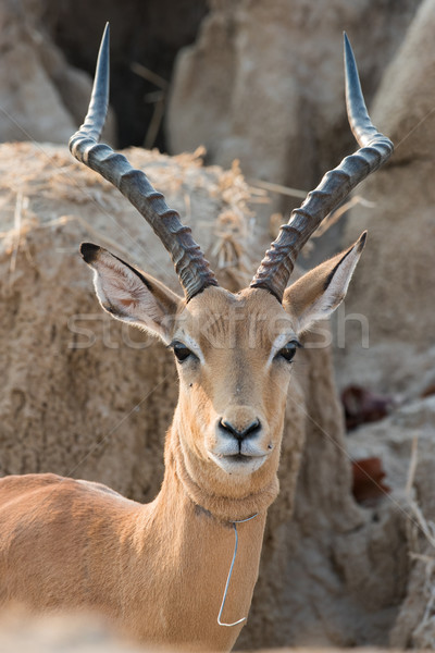A male impala (Aepyceros melampus) that has broken free from a w Stock photo © davemontreuil