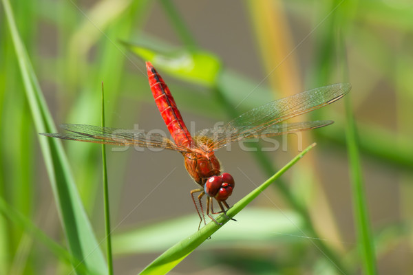 Bright Red Dragonfly from West Africa Stock photo © davemontreuil
