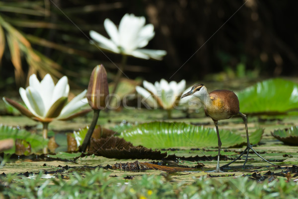 Young African Jacana walking on lily pads Stock photo © davemontreuil