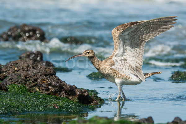 Whimbrel landing in a tidal pool Stock photo © davemontreuil
