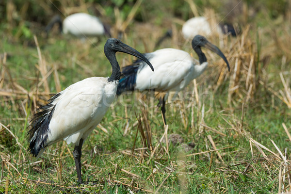 Sacred Ibis standing in a grassy field Stock photo © davemontreuil