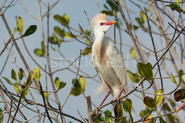A Cattle Egret (Bubulcus ibis) with breeding plumage perched in  Stock photo © davemontreuil