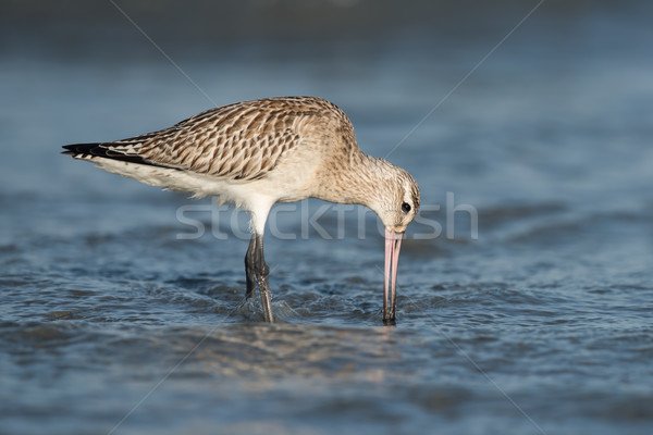 Bar-tailed Godwit (Limosa lapponica) probing the sand for worms Stock photo © davemontreuil