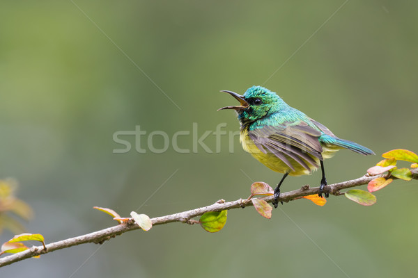 [[stock_photo]]: Branche · Homme · chanter · Afrique