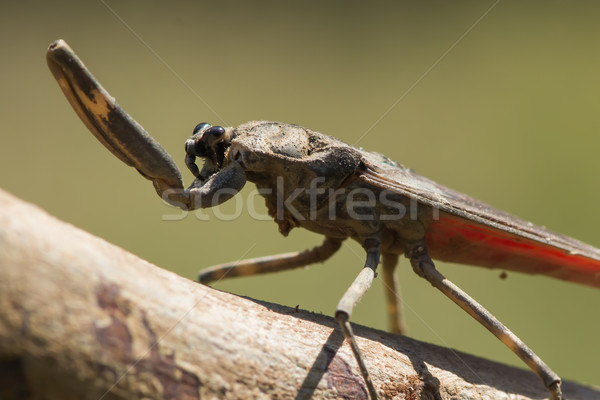 Water Scorpion from West Africa Stock photo © davemontreuil