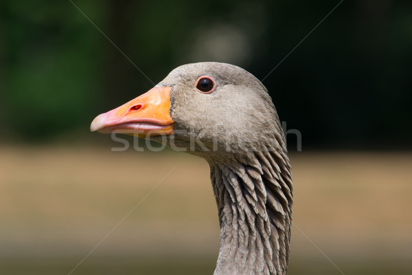 Greylag Goose Stock photo © davemontreuil