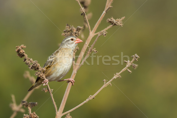 Red-billed Quelea (Quelea quelea) perched on a dried stalk Stock photo © davemontreuil