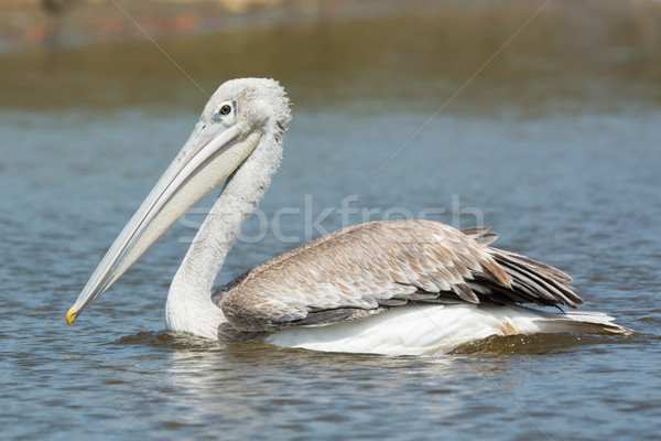 Foto stock: Flutuante · África · natação · animal · navegação · rosa