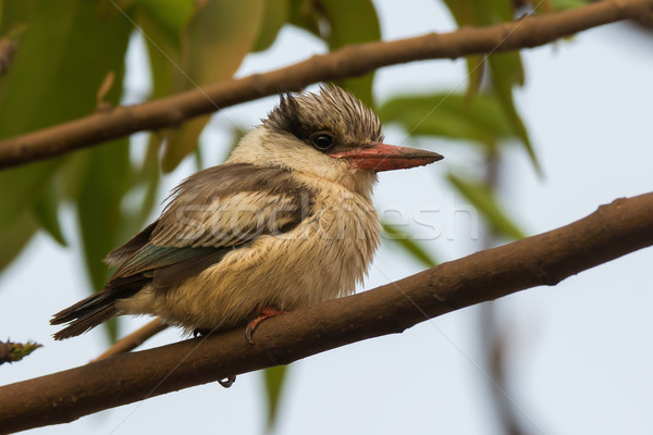 Pelucheux rayé kingfisher oiseau belle Nice Photo stock © davemontreuil