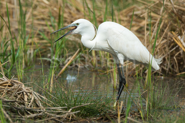 Stock photo: A white Western Reef Heron (Egretta gularis) with its mouth open