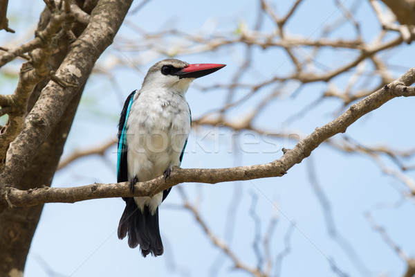 Ijsvogel tak boom hout vogel mooie Stockfoto © davemontreuil