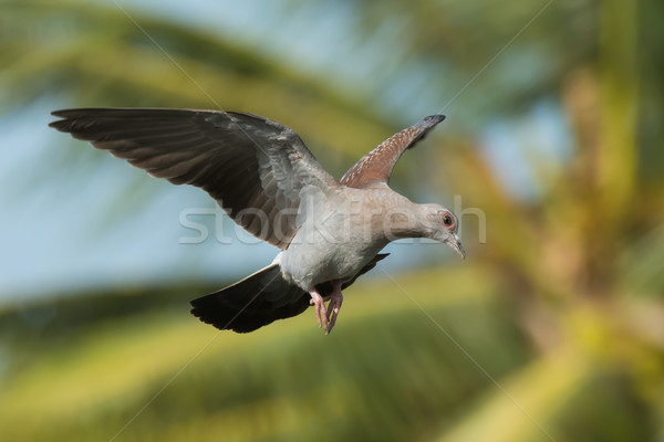 Young Speckled Pigeon (Columba Guinea) in flight Stock photo © davemontreuil