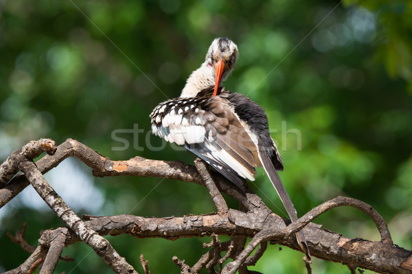 Western Red-Billed Hornbill Preening Stock photo © davemontreuil