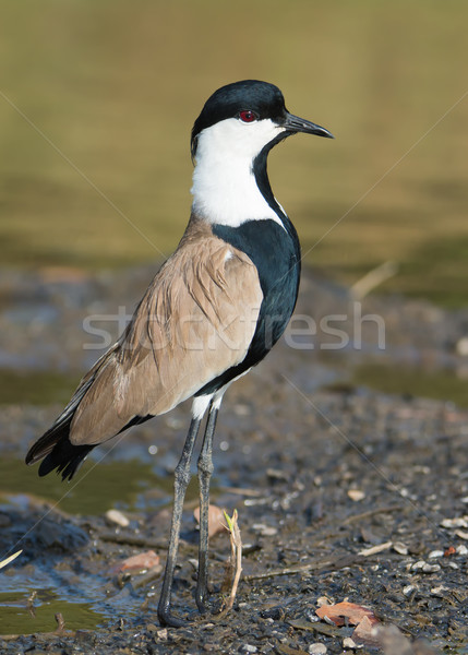 Spur-Winged Plover (Vanellus Spinosus) at attention Stock photo © davemontreuil