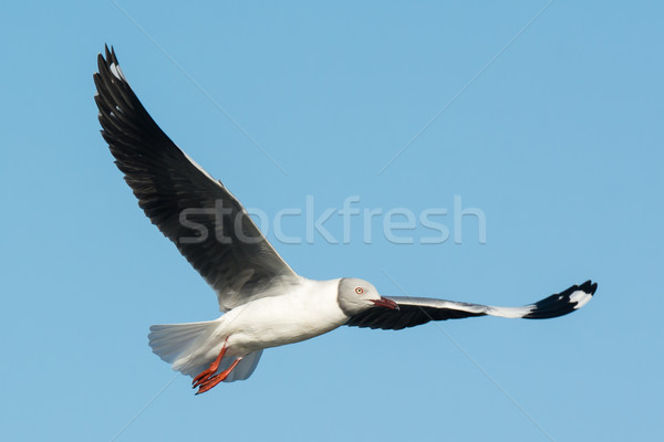 Grey-Headed Gull in flight Stock photo © davemontreuil