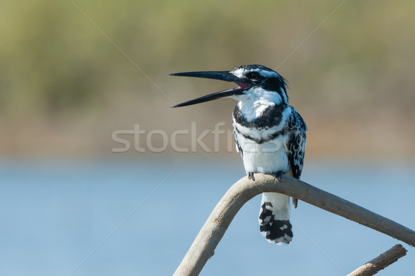 Male Pied Kingfisher calling to a friend Stock photo © davemontreuil