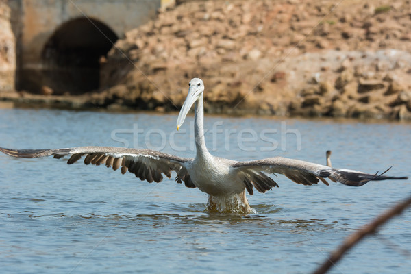 Pink-backed Pelican with huge wingspan lunging for fish Stock photo © davemontreuil