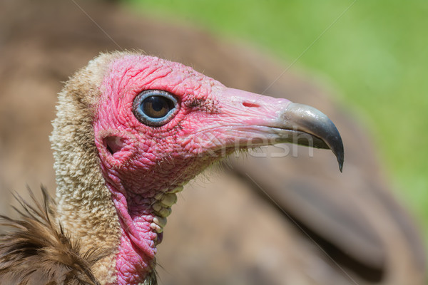 Stock photo: Detailed head-shot of an excited Hooded Vulture