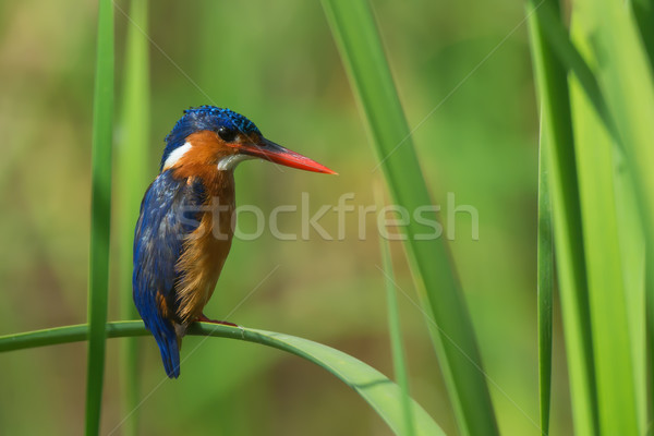 Malachiet ijsvogel oranje vogel afrika cool Stockfoto © davemontreuil