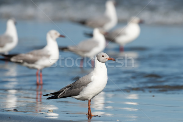 A group of Grey-Headed Gulls (Larus cirrocephalus) standing on t Stock photo © davemontreuil